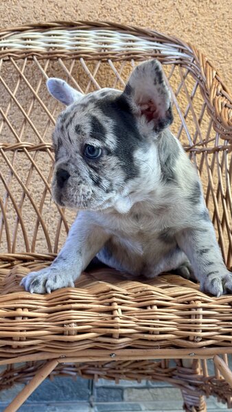 Bulldog Francez Blue Lilac Merle