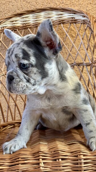 Bulldog Francez Blue Lilac Merle