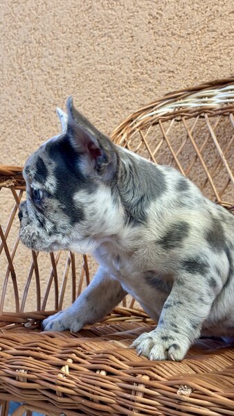 Bulldog Francez Blue Lilac Merle