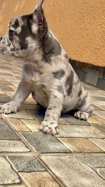 Bulldog Francez Blue Lilac Merle