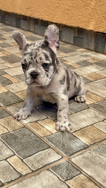 Bulldog Francez Blue Lilac Merle