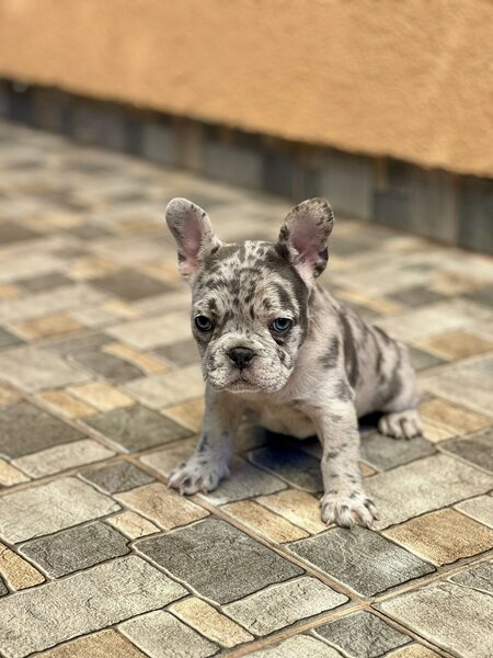 Bulldog Francez Blue Lilac Merle