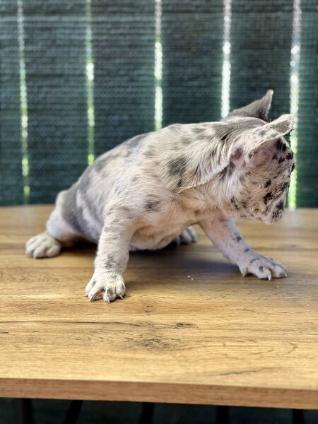 Bulldog Francez Blue Lilac Merle
