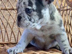 Bulldog Francez Blue Lilac Merle