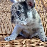 Bulldog Francez Blue Lilac Merle