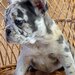 Bulldog Francez Blue Lilac Merle