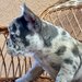 Bulldog Francez Blue Lilac Merle
