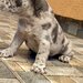 Bulldog Francez Blue Lilac Merle