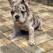 Bulldog Francez Blue Lilac Merle
