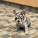Bulldog Francez Blue Lilac Merle