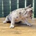 Bulldog Francez Blue Lilac Merle